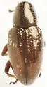 Tyloderma subpubescens - photo 5
