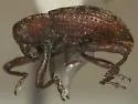 Tyloderma variegatum - Tyloderma variegatum