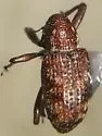 Tyloderma variegatum - photo 2