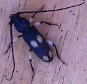 Ash and Privet Borer - photo 2