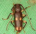 Ash and Privet Borer - photo 5