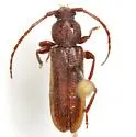 Tylonotus masoni