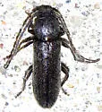 Tylonotus masoni - photo 2