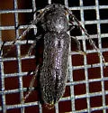 Tylonotus masoni - photo 3
