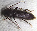 Tylonotus masoni - photo 4