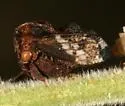Tylopelta gibbera