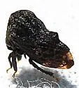 Tylopelta gibbera - photo 2