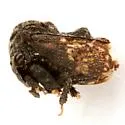 Tylopelta gibbera - photo 3