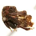 Tylopelta gibbera - photo 4