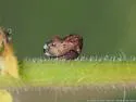 Tylopelta gibbera - photo 5
