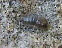 Tylos punctatus