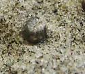 Tylos punctatus - photo 2