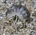Tylos punctatus - photo 3