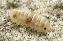Tylos punctatus - photo 4