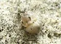 Tylos punctatus - photo 5