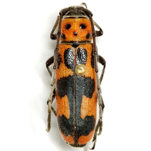 Tylosis jimenezii