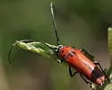 Tylosis maculatus - photo 2