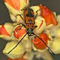 Tylosis maculatus - photo 4