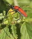 Tylosis oculatus