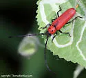 Tylosis oculatus - photo 2