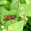 Tylosis oculatus - photo 3