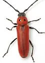 Tylosis oculatus - photo 4