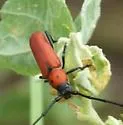 Tylosis oculatus - photo 5