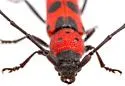 Tylosis puncticollis - photo 3