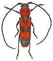 Tylosis puncticollis - photo 4