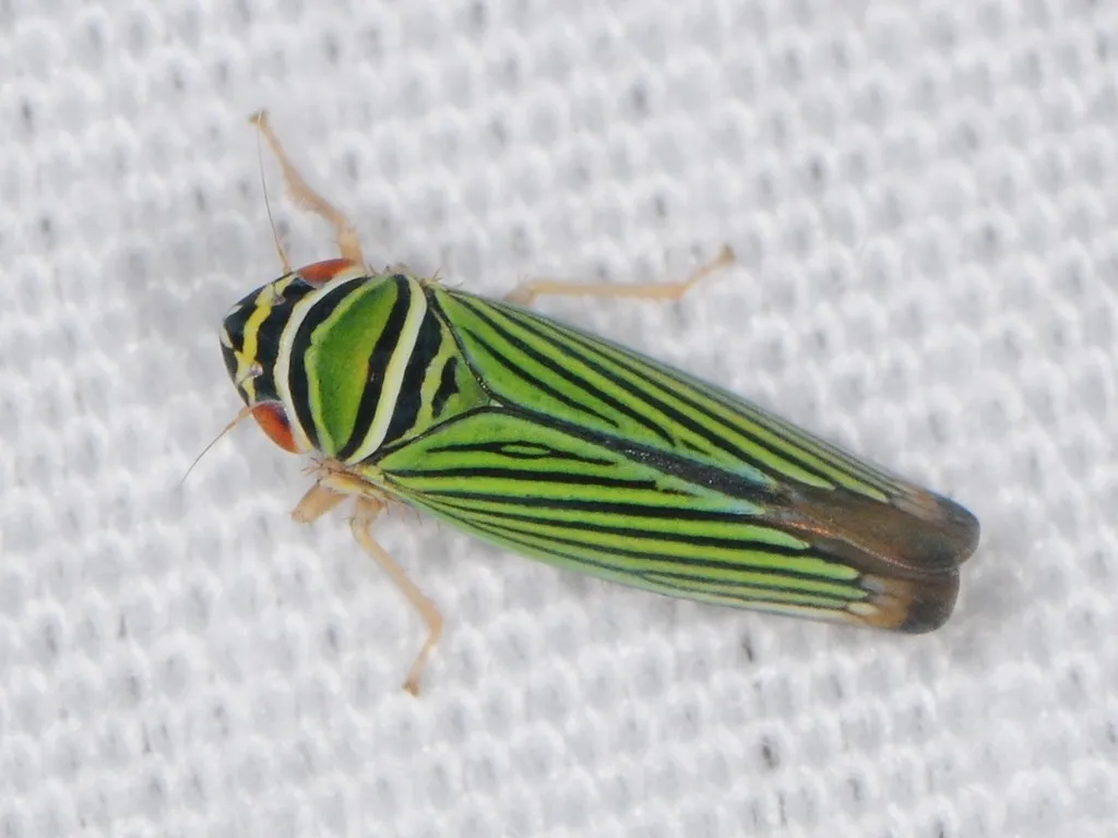 Tylozygus bifidus