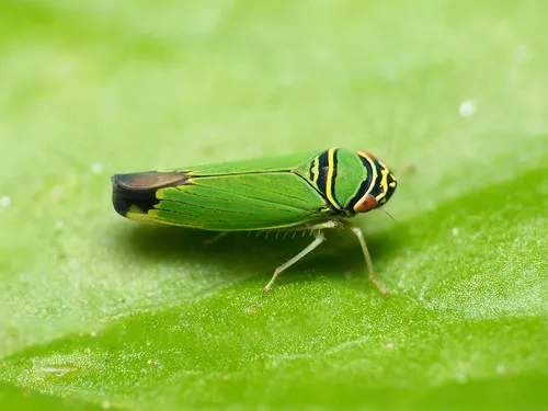 Tylozygus geometricus