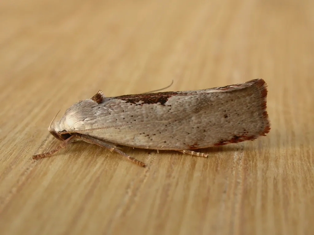 Tymbophora peltastis - photo 2