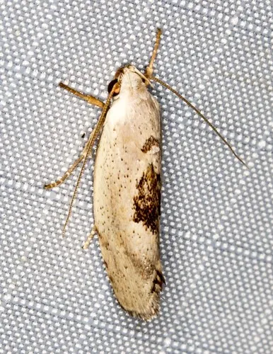 Tymbophora peltastis - photo 4