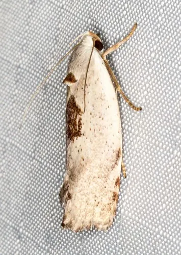 Tymbophora peltastis - photo 7