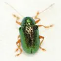 Tymnes chrysis