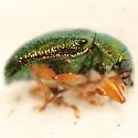 Tymnes chrysis - photo 2