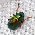 Tymnes chrysis - photo 3