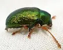 Tymnes chrysis - photo 4