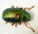 Tymnes chrysis - photo 5