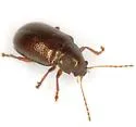 Tymnes metasternalis