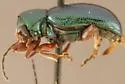 Tymnes oregonensis - photo 2