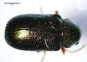 Tymnes oregonensis - photo 3