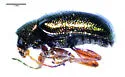 Tymnes oregonensis - photo 4