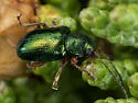 Tymnes oregonensis - photo 5