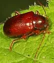 Tymnes tricolor