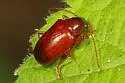 Tymnes tricolor - photo 2