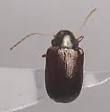 Tymnes tricolor - photo 3
