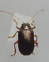 Tymnes tricolor - photo 5
