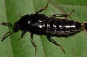 Tympanophorus puncticollis