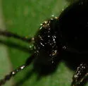 Tympanophorus puncticollis - photo 2